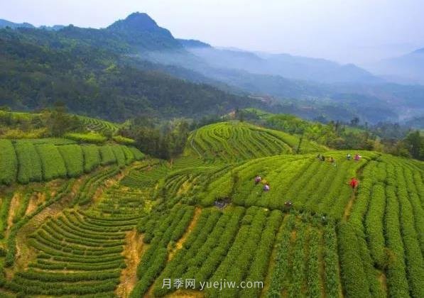 2021農(nóng)產(chǎn)品電商百強縣名單發(fā)布！福鼎第九！(圖1)