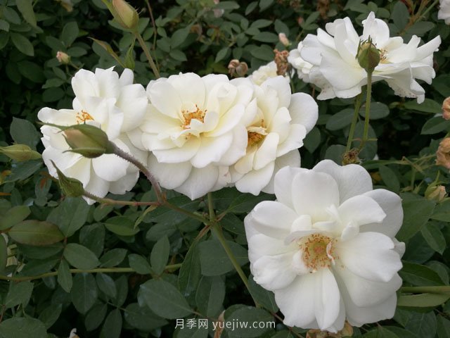 推薦9大白色系月季品種，純凈潔白的花花世界(圖6)