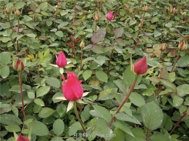 月季花怎樣扦插比較容易活？(圖1)