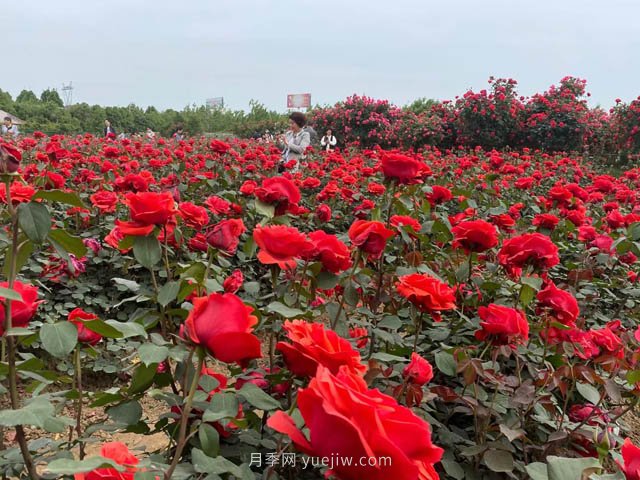 多雨又高溫的7月，月季養(yǎng)護(hù)需要注意些什么？(圖1)