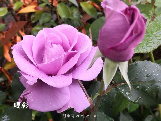 ***難不過(guò)伏天，苗木安全度夏***全攻略！(圖2)