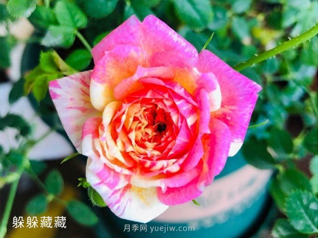 躲躲藏藏月季，開啟變身之路的寶藏微月(圖1)