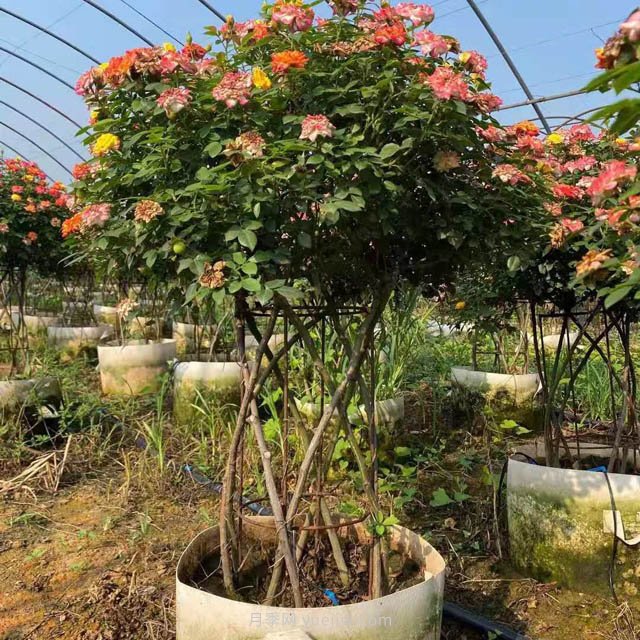 新型月季花籃，小高桿月季玩出新花樣(圖2)