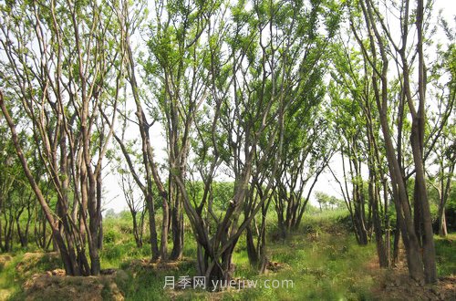 南陽(yáng)苗木人注意了！叢生苗木火爆市場(chǎng)(圖1)