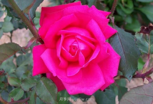 高級舞會月季的優(yōu)缺點(diǎn)是什么？(圖1)