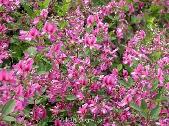 二色胡枝子的特性，種植時(shí)間和使用價(jià)值(圖1)