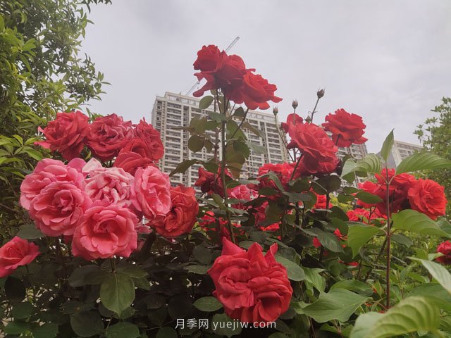 七月份苗木養(yǎng)護(hù)工作要點?(圖1)