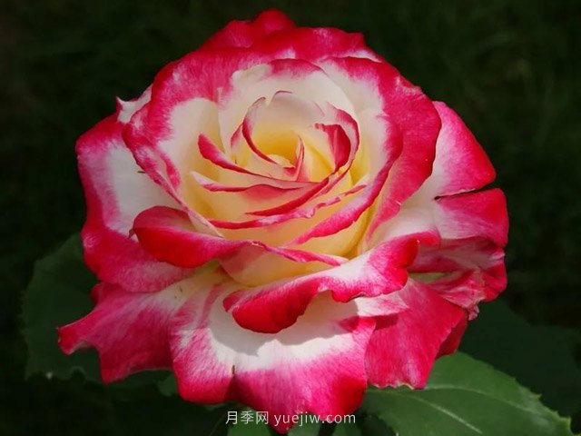 全世界每一個(gè)月季品種園里，都會(huì)有一種和平月季寧?kù)o祥和地盛開(圖9)