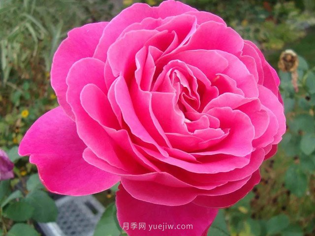 全世界每一個(gè)月季品種園里，都會(huì)有一種和平月季寧?kù)o祥和地盛開(圖7)