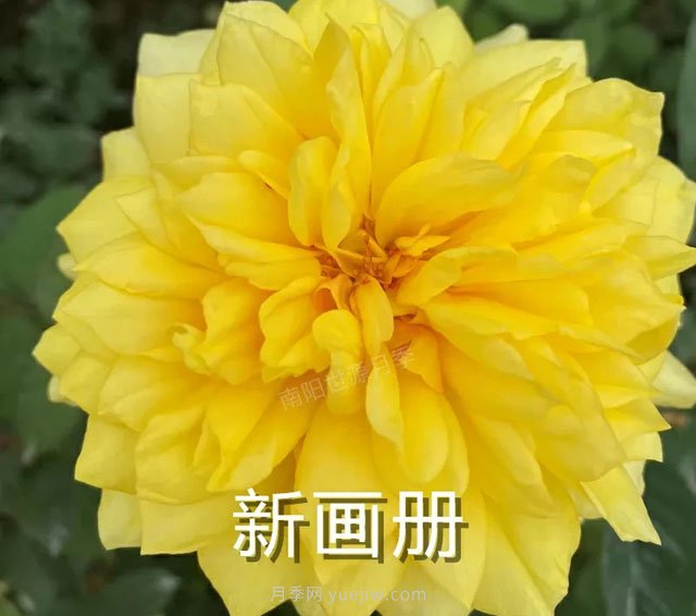 新畫冊月季(圖1)