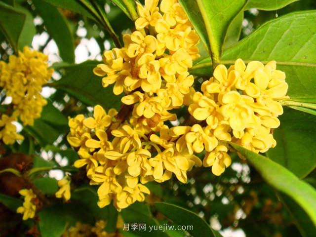 桂花樹不能隨便挪，移栽時間和如何養(yǎng)護(圖1)