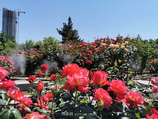 賞鄭州月季公園，相看誰(shuí)有此花香(圖1)