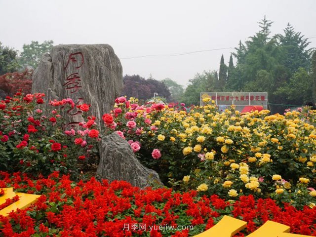 賞鄭州月季公園，相看誰(shuí)有此花香(圖3)