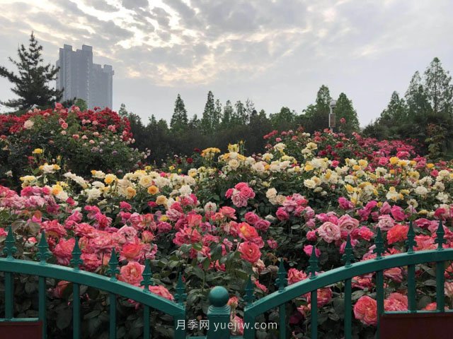 賞鄭州月季公園，相看誰(shuí)有此花香(圖2)
