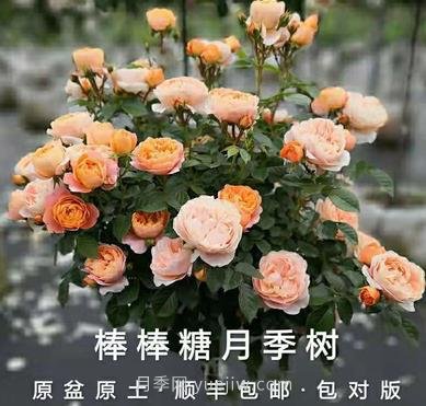 南陽萬起園月季淘寶店(圖1)