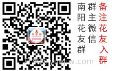 月季網(wǎng)微信花友群和抖音賬號(hào)(圖1)