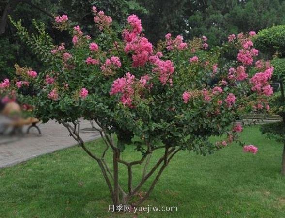 叢生拼栽苗木怎么種才能賺大錢？(圖1)