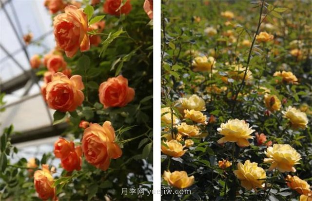 月季突然換了臉？不用擔(dān)心，是芽變啦！(圖2)