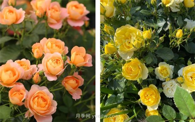 月季突然換了臉？不用擔(dān)心，是芽變啦！(圖4)