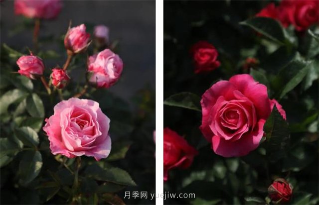 月季突然換了臉？不用擔(dān)心，是芽變啦！(圖6)