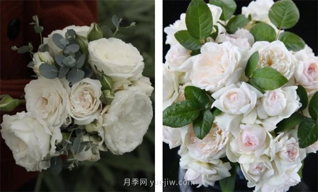 月季突然換了臉？不用擔(dān)心，是芽變啦！(圖7)