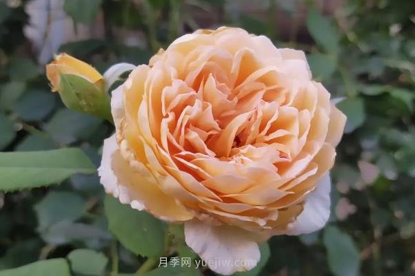 月季度夏，如何澆水施肥和防止病蟲害(圖1)