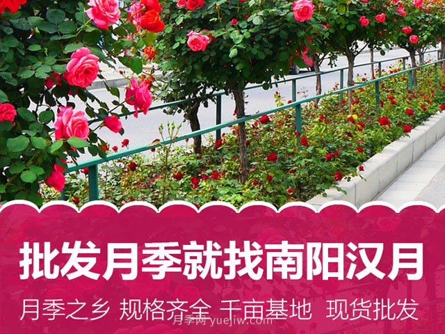 南陽(yáng)市漢月月季有限公司(圖1)