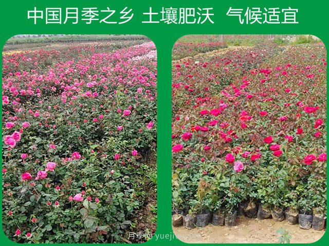 南陽(yáng)市漢月月季有限公司(圖3)