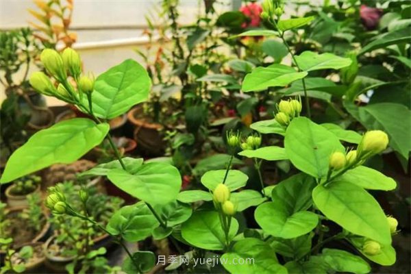 夏季養(yǎng)花要選對(duì)品種，推薦6種花卉適合高溫(圖2)