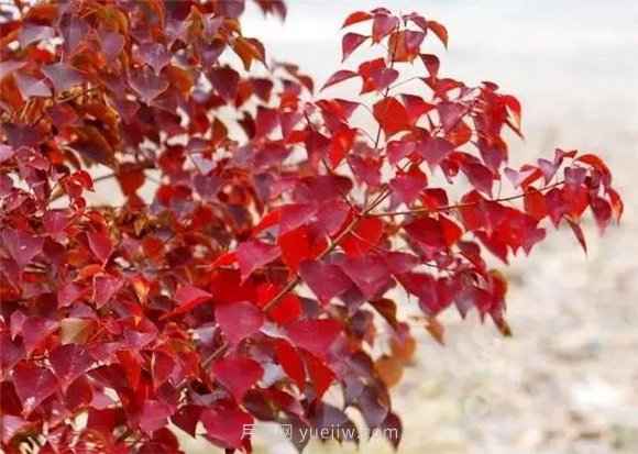 園林景觀中的12個(gè)紅葉苗木有哪些？(圖6)