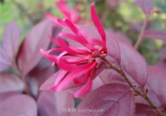 園林景觀中的12個(gè)紅葉苗木有哪些？(圖1)