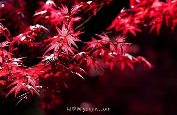 園林景觀中的12個(gè)紅葉苗木有哪些？(圖3)