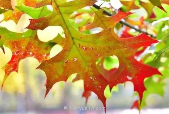 園林景觀中的12個(gè)紅葉苗木有哪些？(圖8)