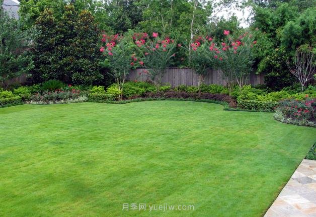 高溫季節(jié)如何鋪植草坪，減少發(fā)黃枯死？(圖1)