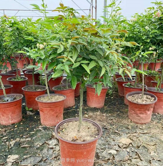 夏天能買月季苗么？盆栽月季苗成活率99.9%，就買她(圖2)