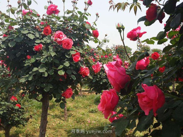為什么越來(lái)越多的人愛(ài)上樹(shù)狀月季，這款新型品種，確實(shí)漂亮(圖2)