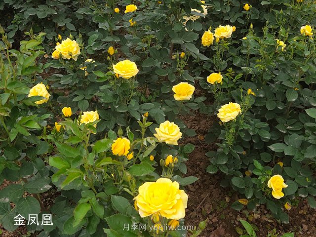 金鳳凰，綠化工程選擇黃色大花月季(圖3)
