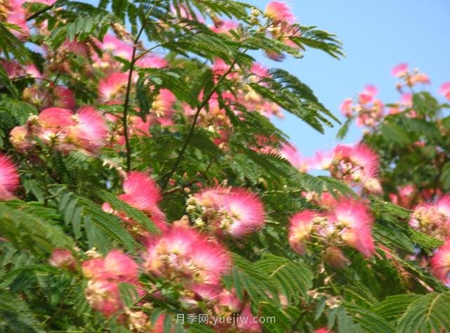 合歡樹是不是優(yōu)美易種的園林綠化樹種？(圖1)