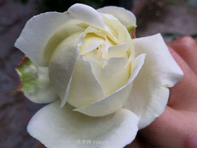 伊芙白法師伯爵月季的優(yōu)缺點(diǎn)是什么？(圖1)