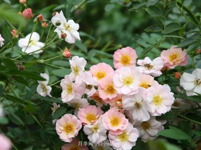 養(yǎng)賣花姑娘月季，花朵粉嫩可愛，留一個美麗(圖1)