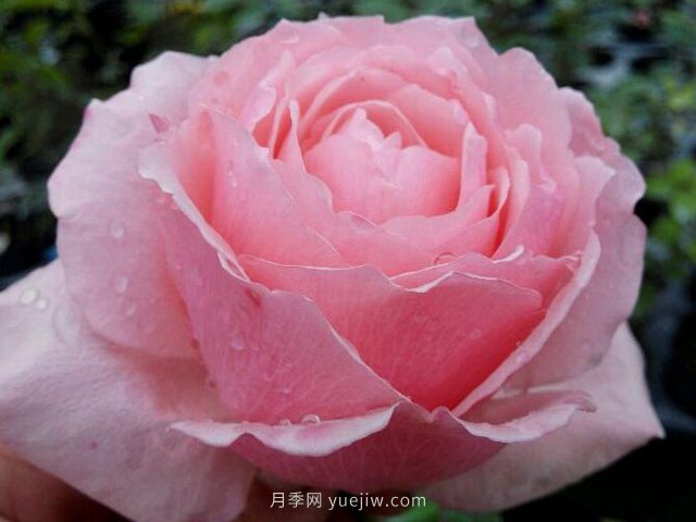 迷人的罩杯月季的優(yōu)缺點(diǎn)是什么？(圖1)