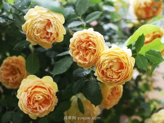 高溫天氣，該如何給月季植物保持水分？(圖1)