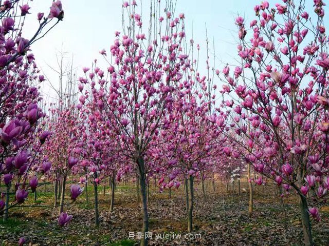 南陽(yáng)玉蘭花養(yǎng)殖技術(shù)(圖1)