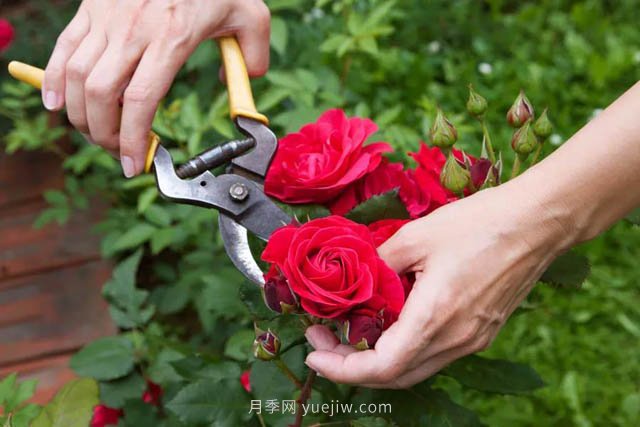 月季花后應(yīng)該如何修剪？正確修剪方法(圖1)