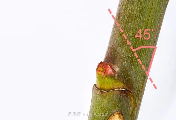 月季花后應(yīng)該如何修剪？正確修剪方法(圖2)