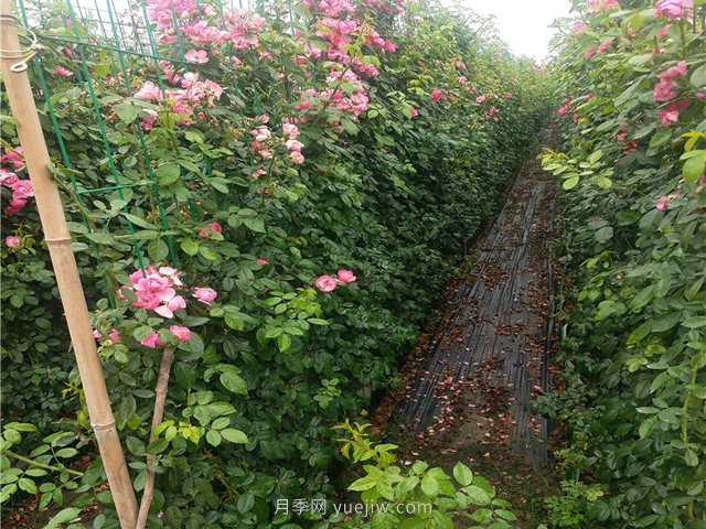 如何才能種植好藤本月季？(圖1)