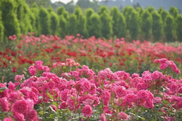 月季打造美麗鄉(xiāng)村，南陽月季美化衢州鄉(xiāng)村振興之路(圖1)