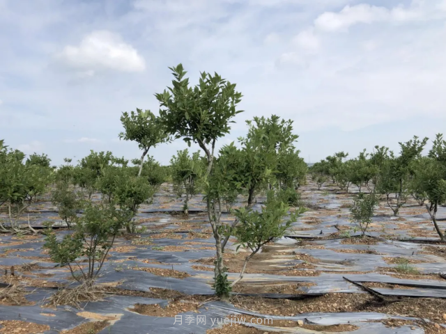 臨沂莒南北美冬青苗圃基地，可以做出上億產(chǎn)值(圖3)
