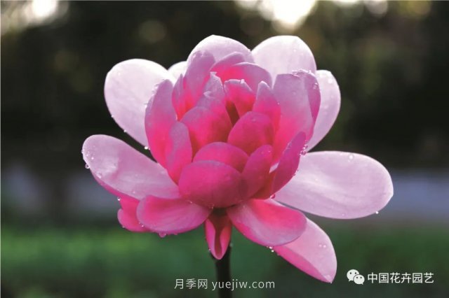玉蘭新品種，走出宜昌五峰的紅花玉蘭(圖3)
