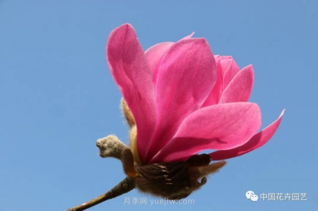 玉蘭新品種，走出宜昌五峰的紅花玉蘭(圖2)